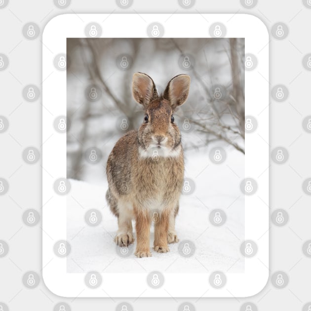 Eastern Cottontail Rabbit Sticker by Jim Cumming
